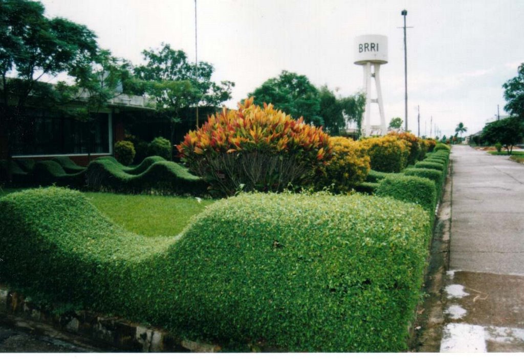 Bangladesh_Rice_Research_Institute(BRRI), Gazipur by Md_Masood