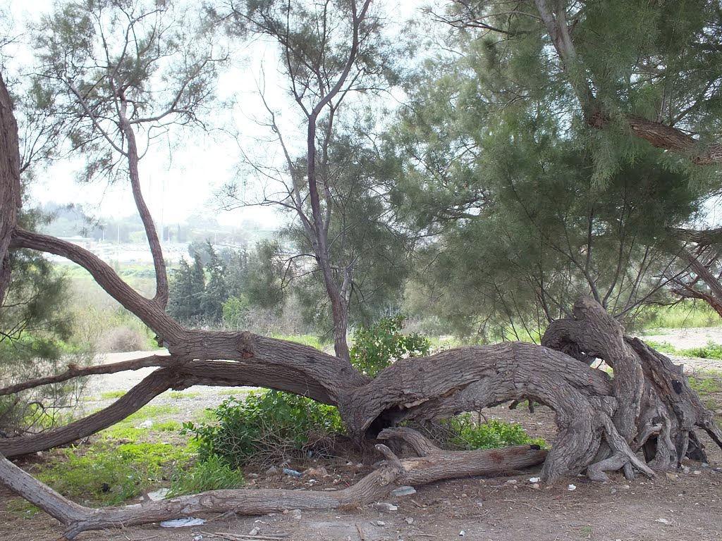 View from the old Turris in Yavne , Israel- יבנה, תל יבנה by jo.yosi