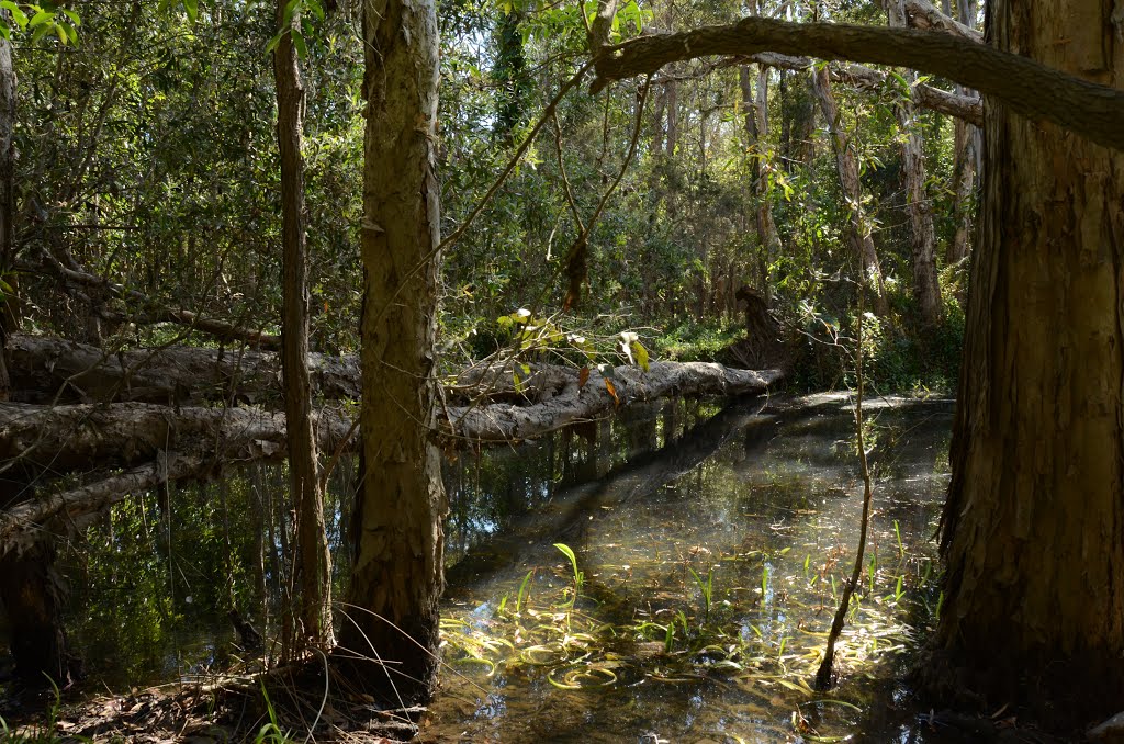 Saltwater Creek run of to the ocean by KJM / klaustralia1