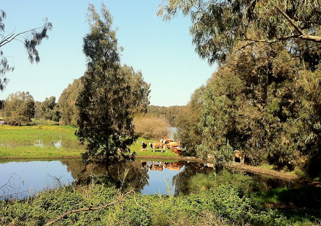 בריכת סמר הינה בריכת חורף שמתמלאת עם הגשמים by liorasapir