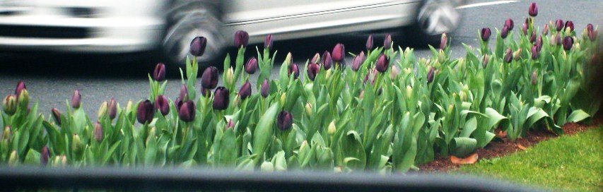 Tulipanes by pigro