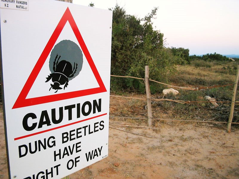 Addo 2004 by Duncan Wallace