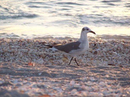 Captiva by ldepaoli