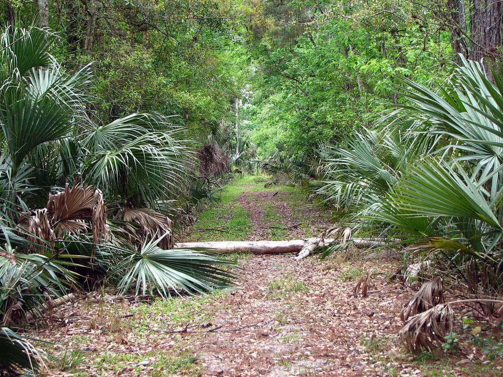 Back Trail by Tom Choma