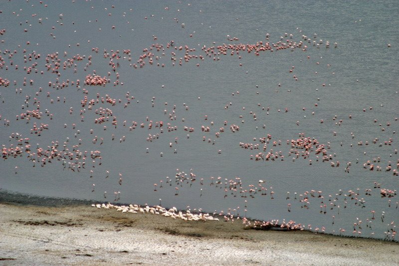 Pelicans surrounded by Flamingoes by Quique Morrique