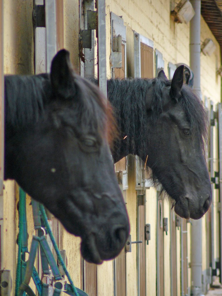 Pferde auf dem Ponyhof Staaken... by tumblr.tk