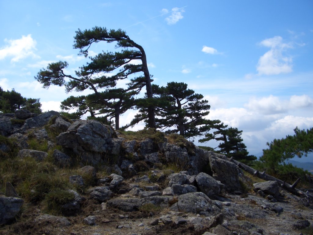 Kiefern im Wind by Wolfgang Markl