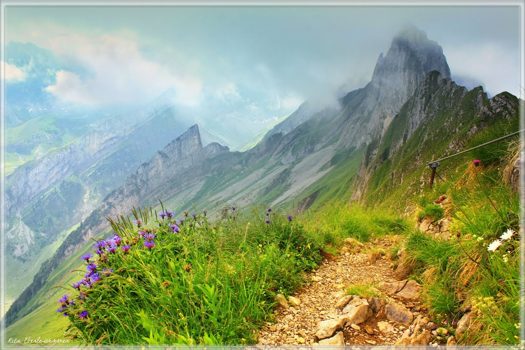 Der Weg ist das Ziel... Alpenblumen auf dem Weg zum Gipfel des Säntis by Rita Eberle-Wessner