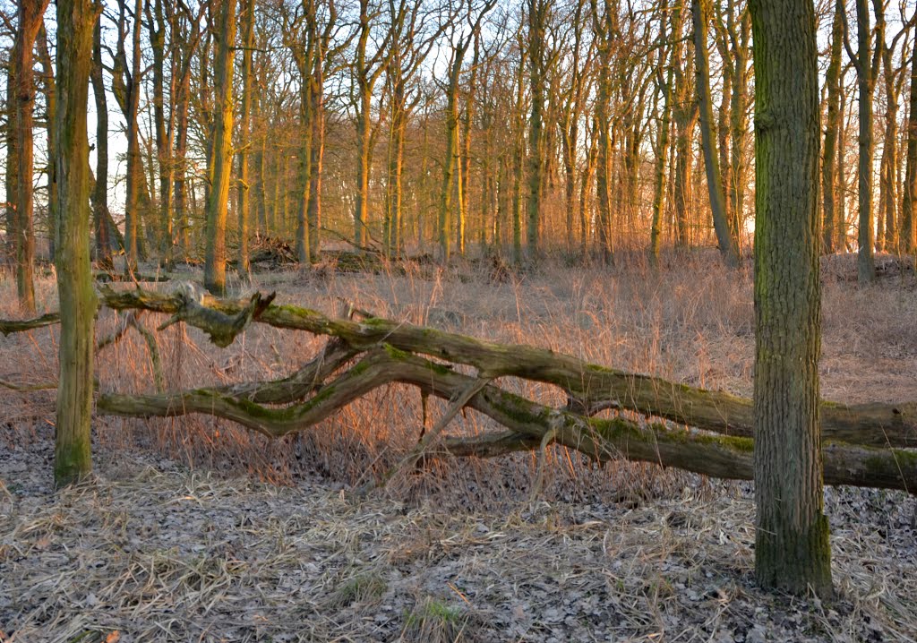 Naturschutzgebiet Haseldorfer Binnenelbe mit Elbvorland in Bishorst by Juliane Herrmann