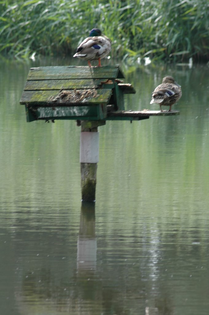 Enten am Mühlenteich by casparhauser