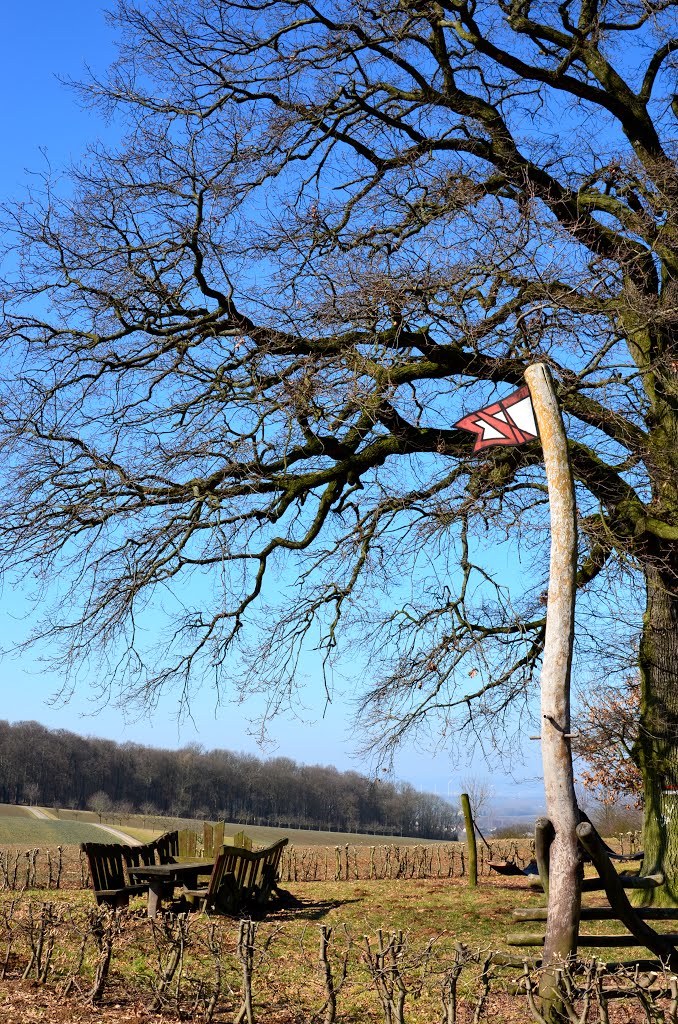 Der Lausbaum, beginning of March by B-Probe