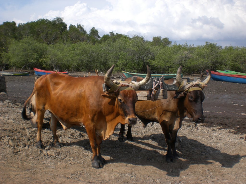 BUEYES CARGANDO SACOS DE SAL by CARRACHO