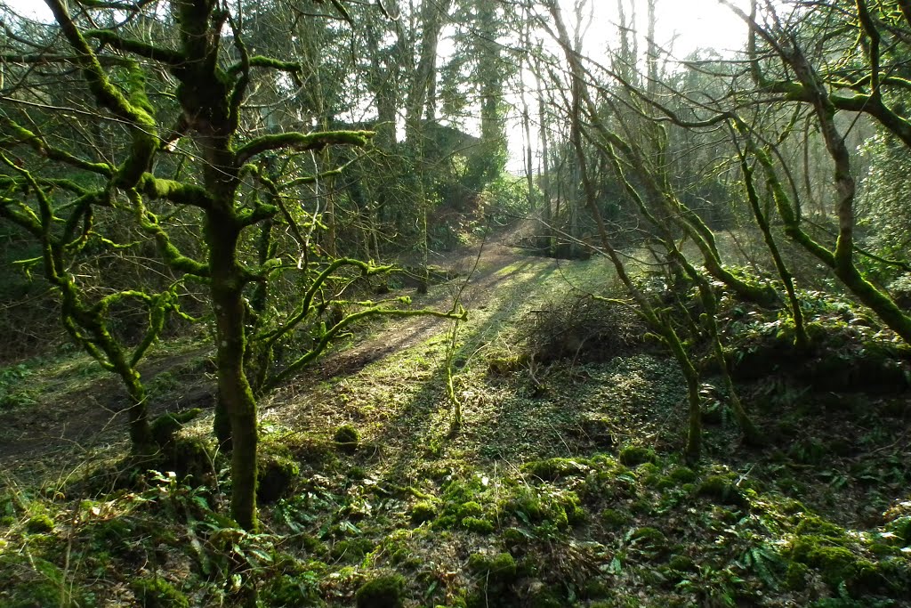 Dorvel Bridge, Sapperton, Glos by Mummervideo