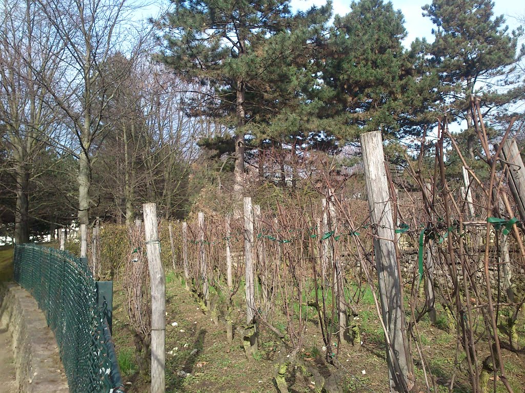 Une des vignes parisiennes by W.B.