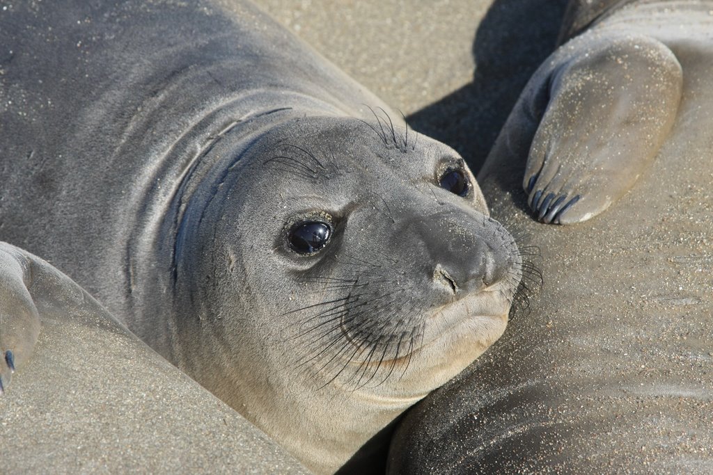 Elephant Seal near Cambria, CA by eld0923