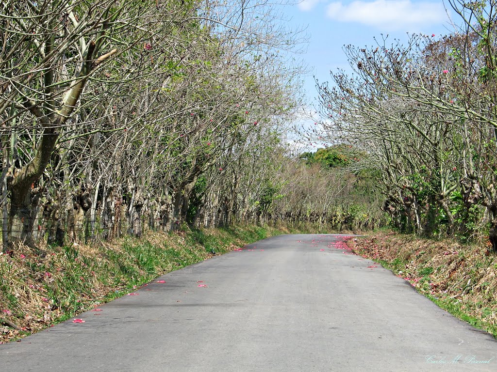 CARRETERA EL DEAN, MONTE PLATA. by Carlos M. Pascual