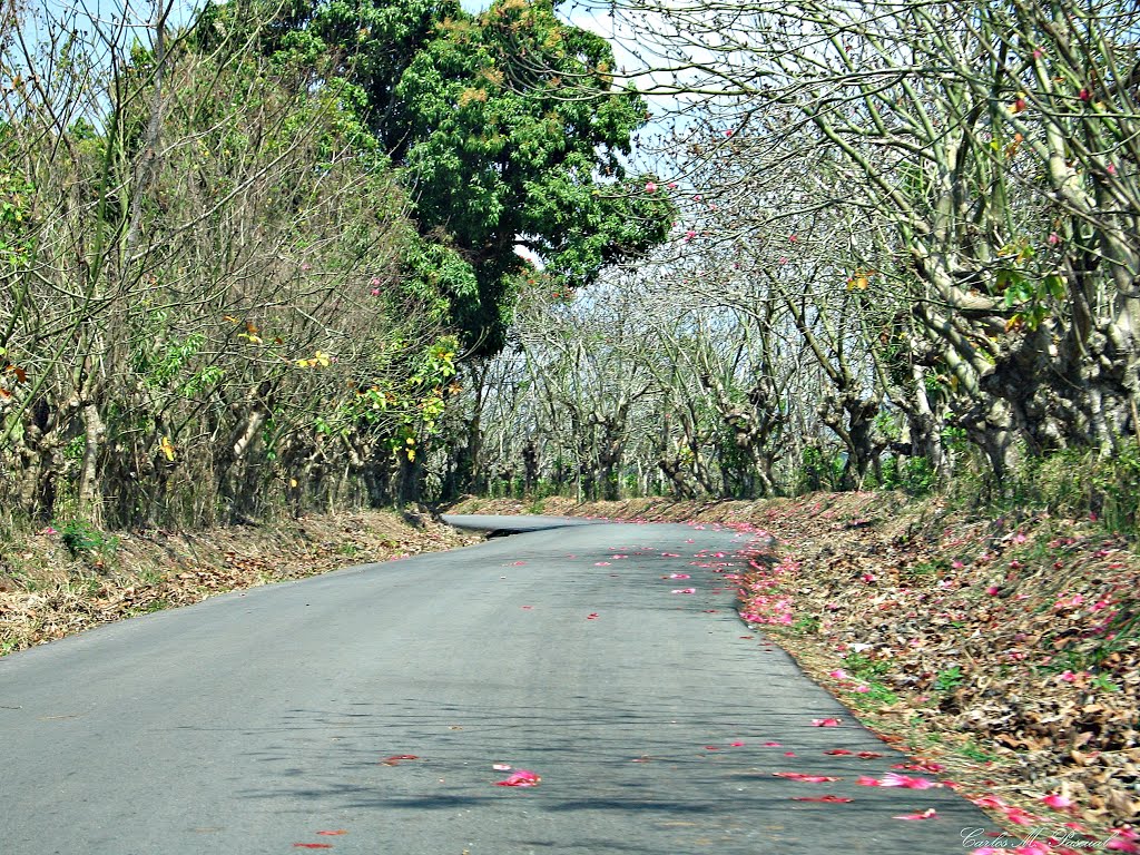 CARRETERA EL DEAN, MONTE PLATA. by Carlos M. Pascual