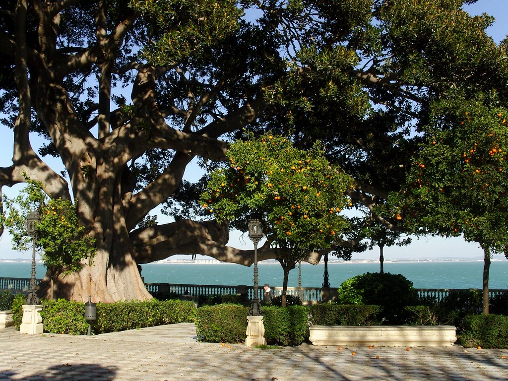 Ficus tree in Cádiz by poissonperdu