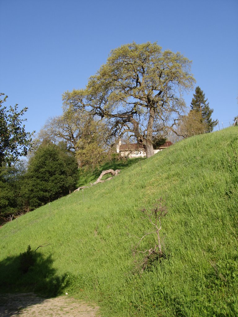 Bishop Ranch Regional open Space Preserve by Travis Turner