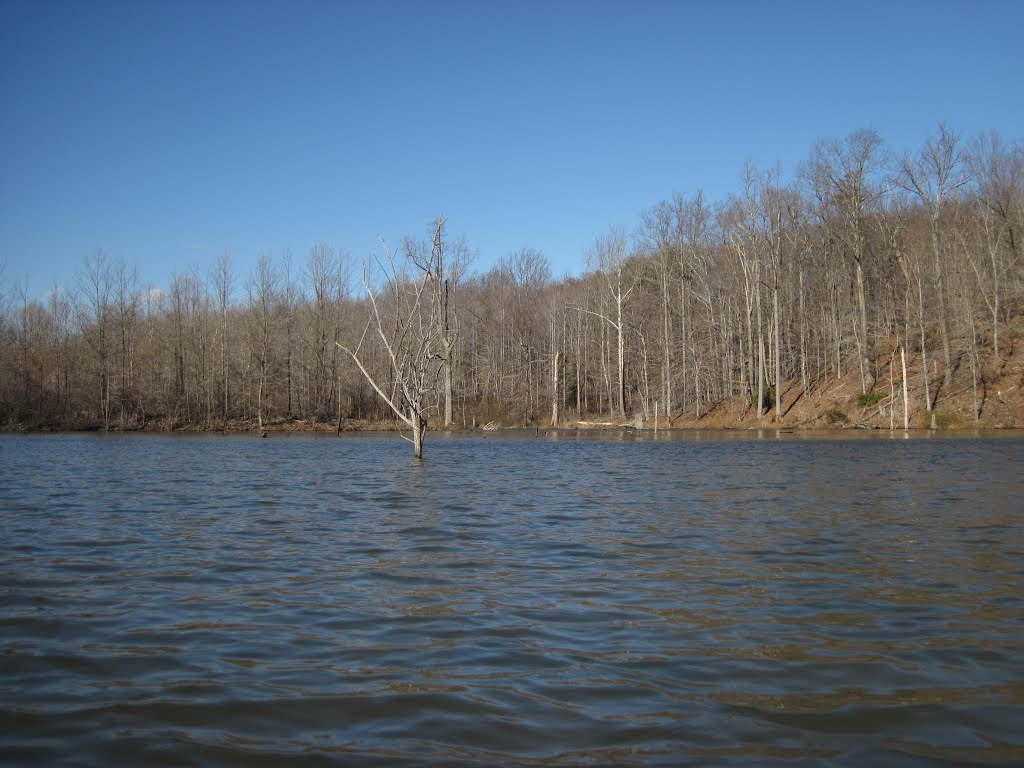 A delicate looking dead stand at the end of the Seneca lake by midatlanticriverrat