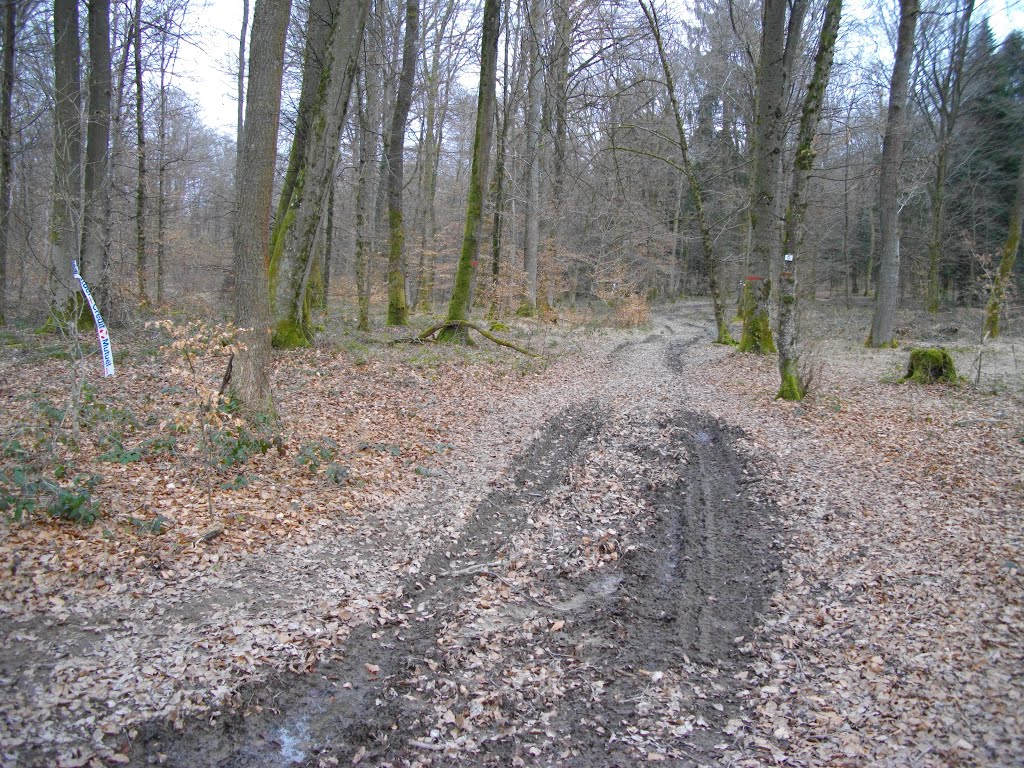 Chemin gras dans le bois la Voivre by Claudius B.