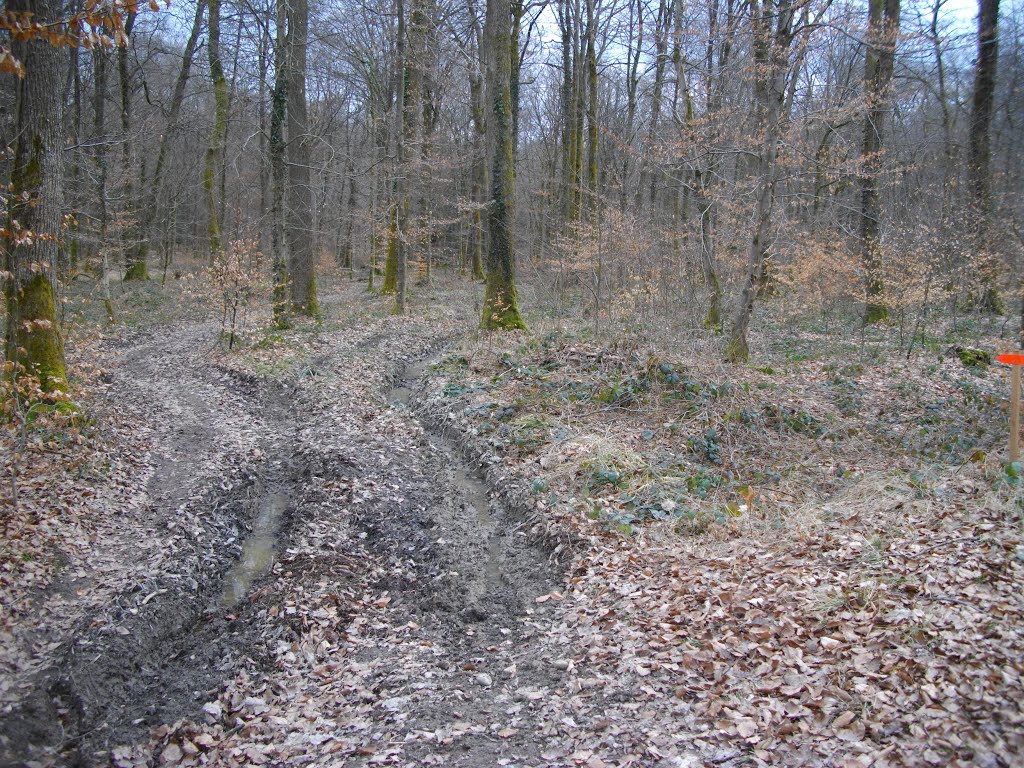 Chemin très gras dans le bois de la Voivre by Claudius B.