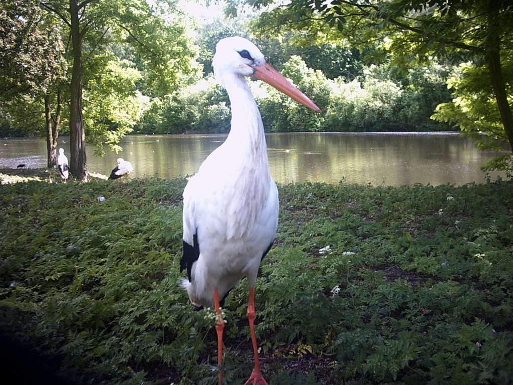 Poznań - nowe zoo by clayd30