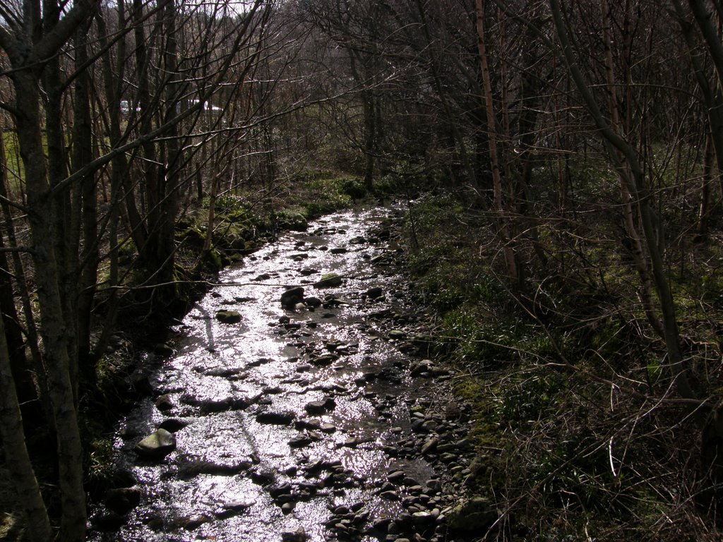 Woodland Burn by © Douglas MacGregor