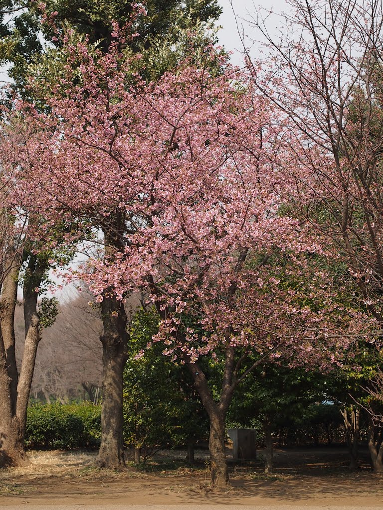 井の頭公園西園　河津桜 by mthr110