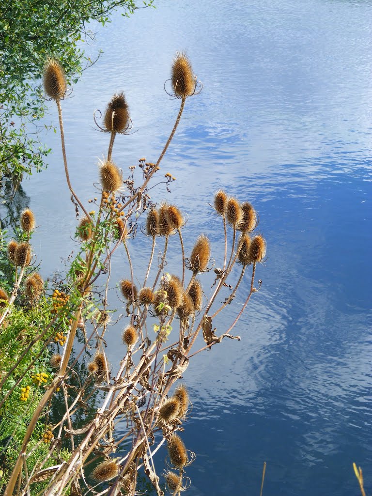 River Stour riverbank by bobhampshire