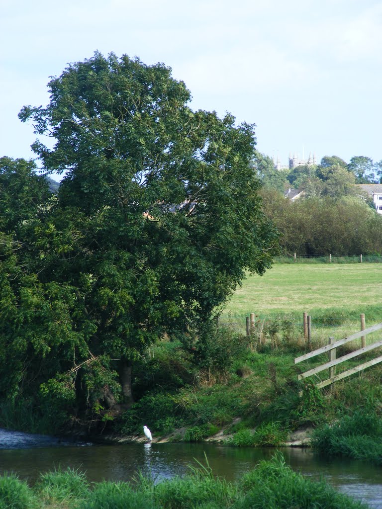 The river Stour near Wimbourne by bobhampshire