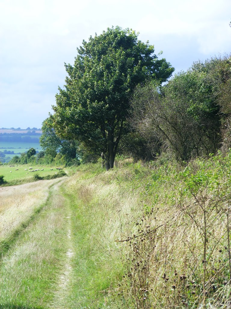 2012 the path along the back of Winchester hill by bobhampshire