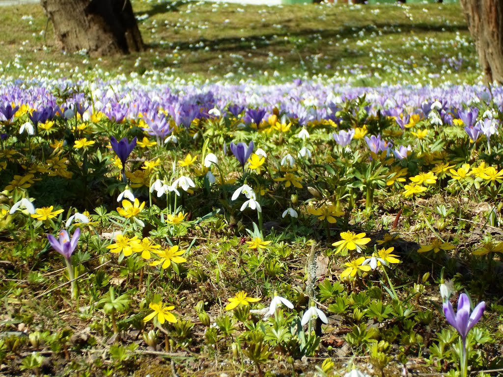 Botanic Garden Graz in Spring by do.ki