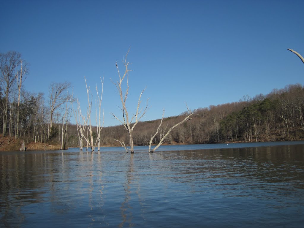 An old riparian forest drowned by the lake by midatlanticriverrat