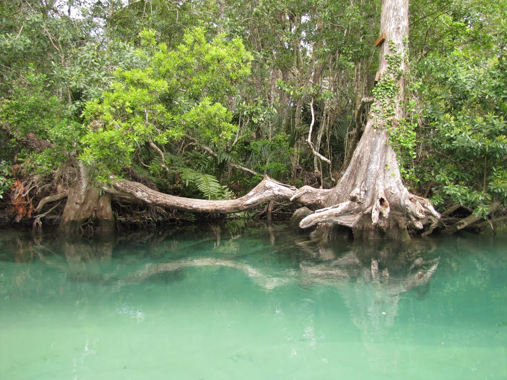 Weeki Wachee River Cypress by Chris Sanfino