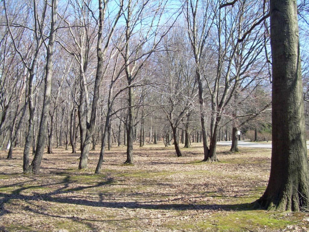 Saddle River County Park by mortonfox