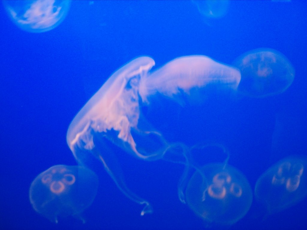 Vancouver Aquarium by Mordecai Malignatus