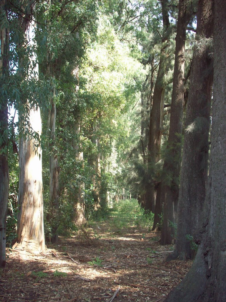 Eucalyptus vs Pinos por km 50 by Raúl Adrián Barrios