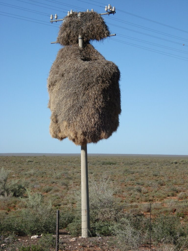 Sociable Weaver Nest by Adriaan de Bruin