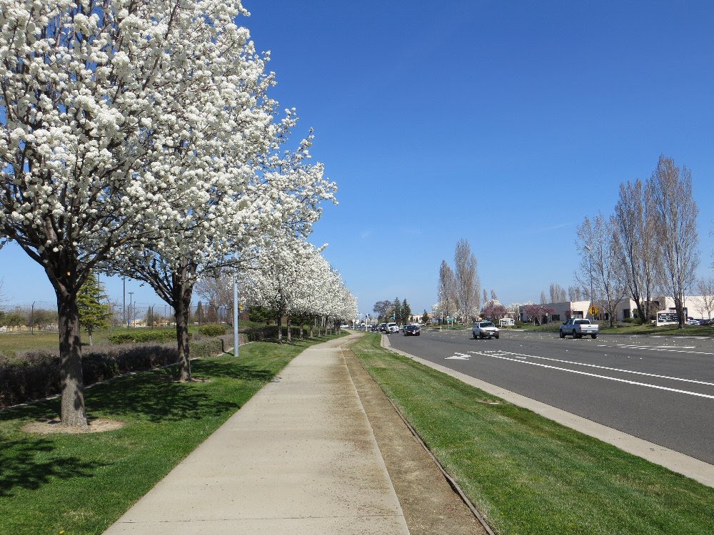 Geocaching, Roseville, CA 1 by UncleVinny