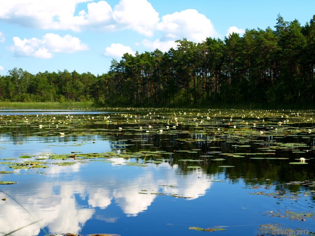 Allikajärve vesiroosid - waterlilies by EvelynV