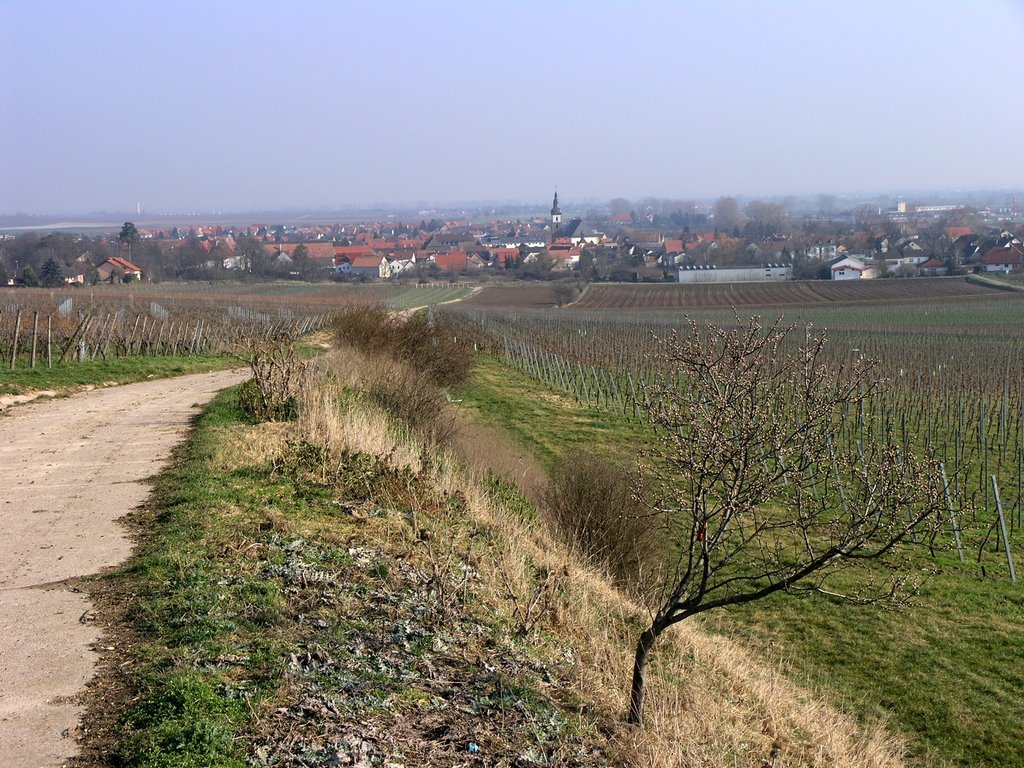 Dirmstein, Blick von Westen by Jan Haas