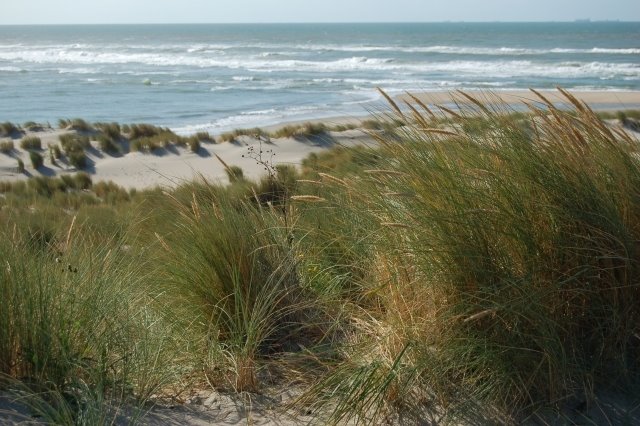 Maasvlakte duinen02 by Franklin Vincentie