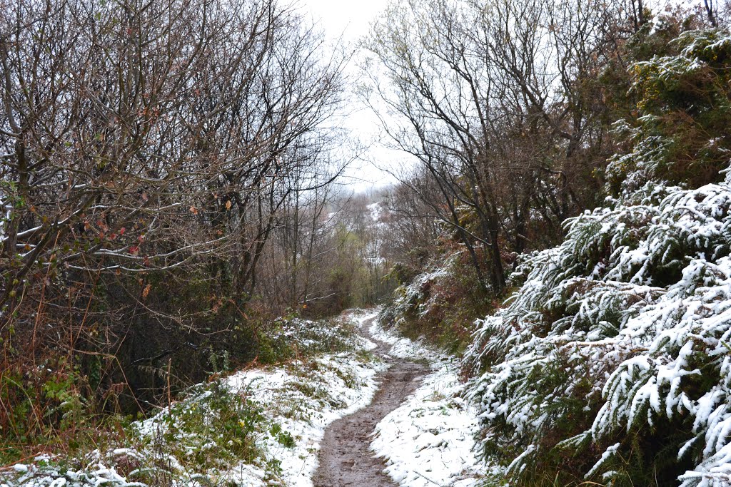 Sendero nevado. 24-2-13 by Champi