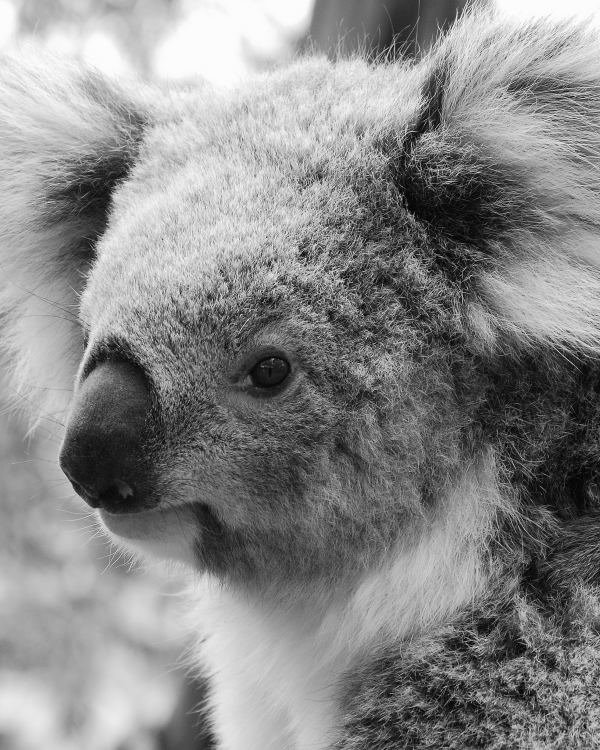 Koala by waira