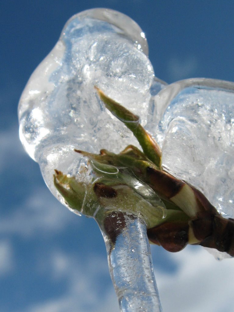 Glace à la pomme by Zoom by D.Bertizzolo