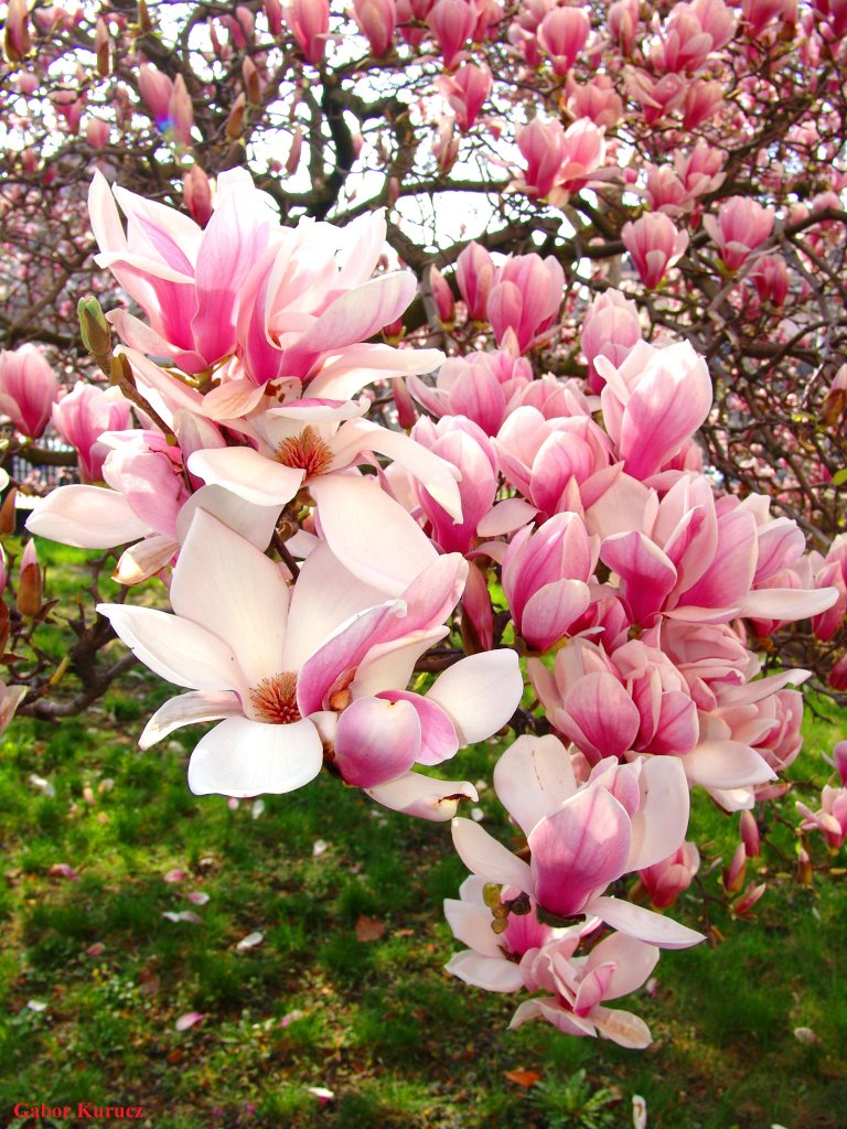 Magnolia virágok (Flowers of Magnolia) by Gábor Kurucz