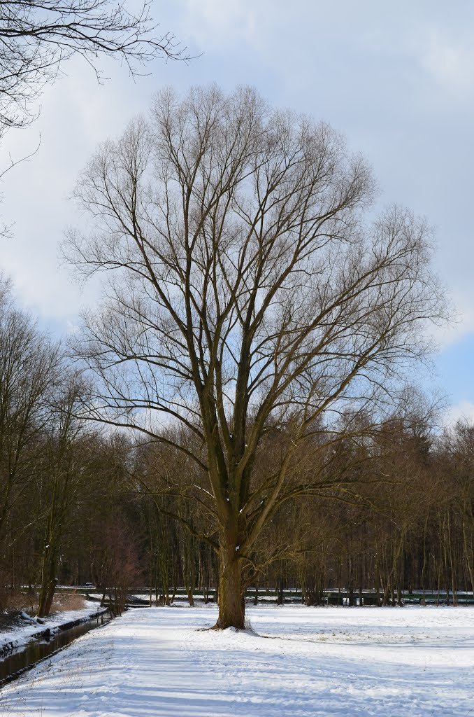 Junge Triebe am Baum by Kersten MB