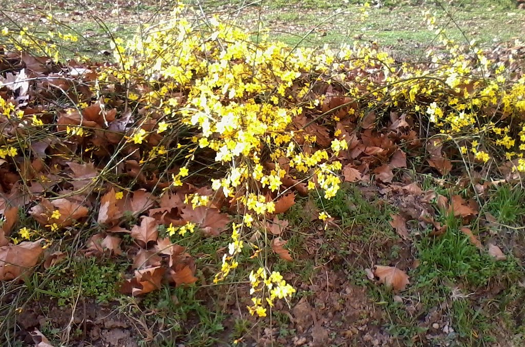 Téli jázmin virág...Jasminum nudiflorum by Dohárszky Istvánné/Ági