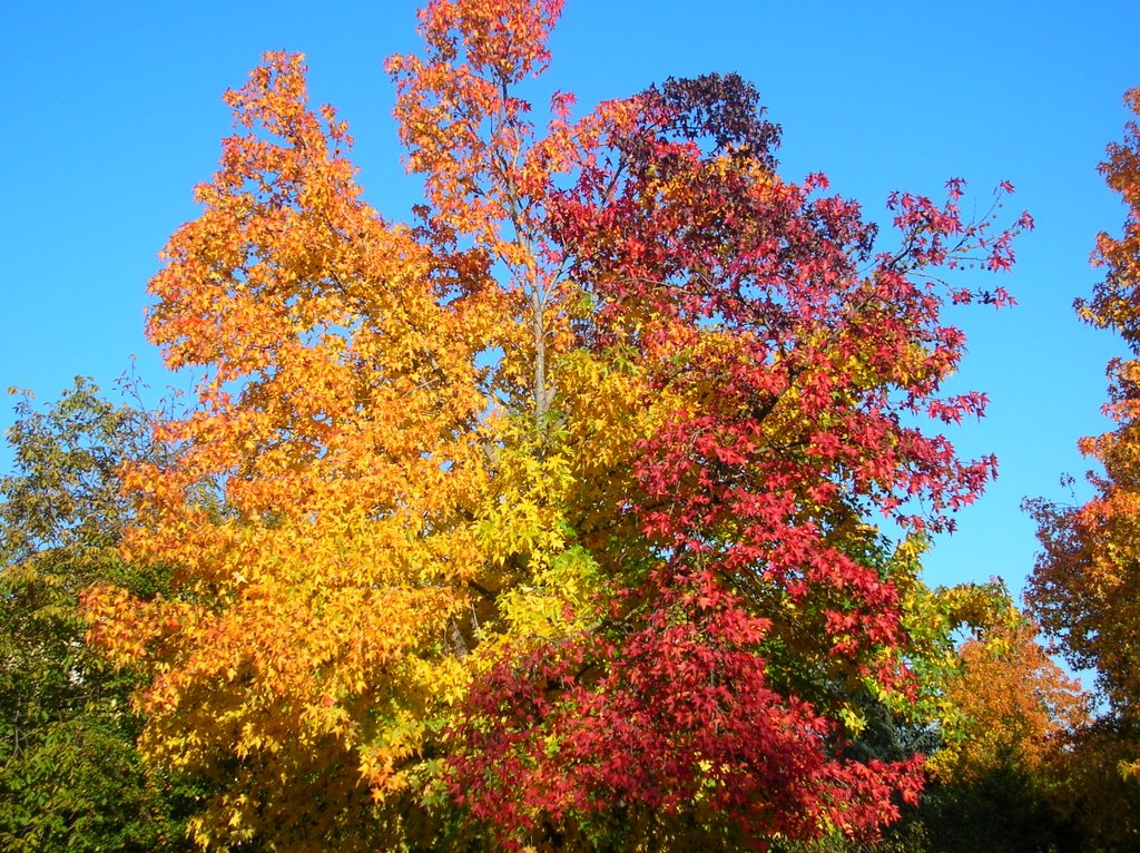 Autunno by Nedo_Galli